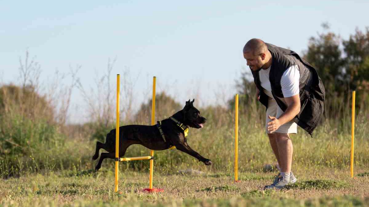 What are the best products for dog agility